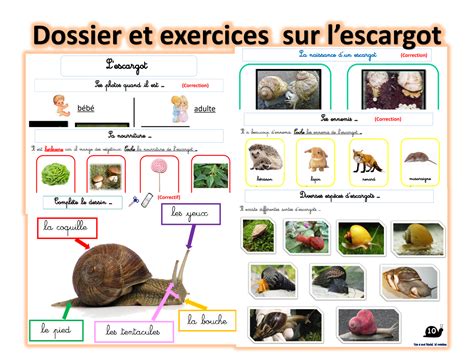 Les Escargots Dossier Pour Les Observer Et Pour Apprendre Escargot