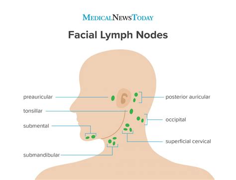 Preauricular Lymph Nodes Causes Of Swelling 2022