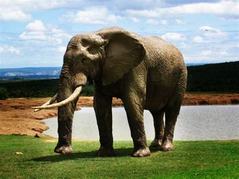5 Legged Elephant With Images Barn Animals