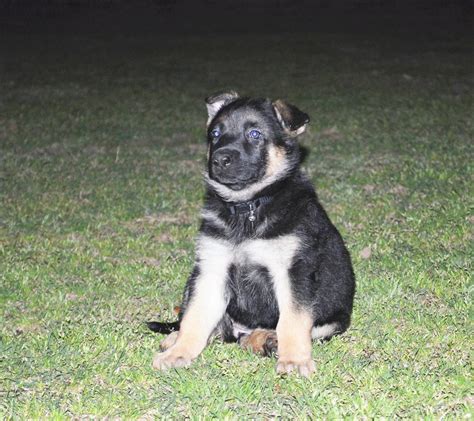 If you are interested in purchasing a pup in the near future, keep in mind that many times the pups are sold before the litter arrives so you may have to be on a waiting list. German Shepherd Puppies For Sale | Fredericksburg, TX #182600