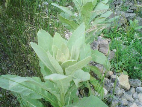 Backyard Patch Herbal Blog: Herb of the Week - Wild herbs