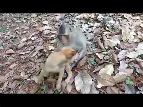 Monyet Ngentot Anjing Youtube