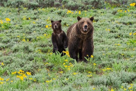Grizzly 399 And Cub—an Update From Jackson Hole
