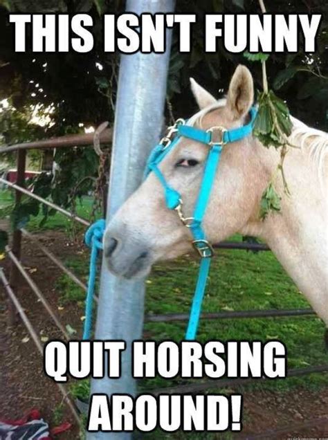 43 Awesome Horse Memes Funny Memes