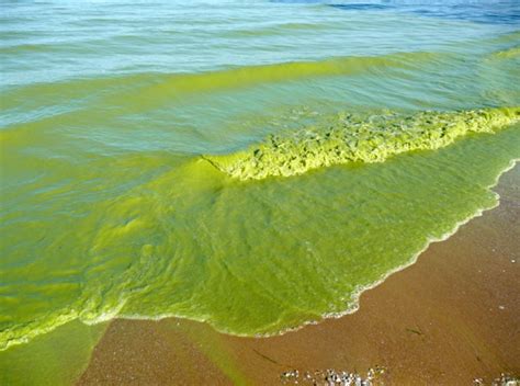 How Landsat Data Led To A Breakthrough For Lake Erie Toxic Algal Blooms