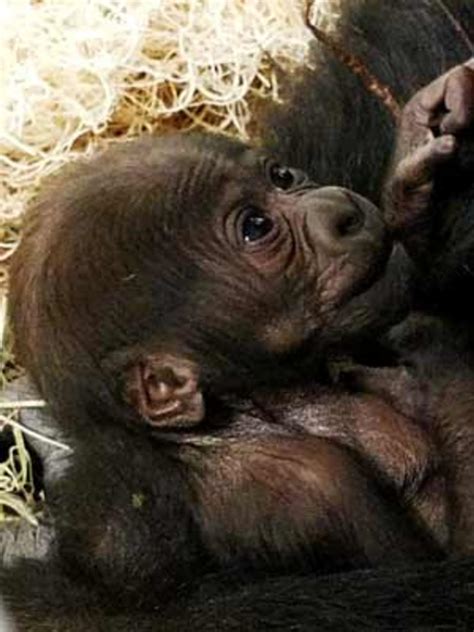 Como Zoo Welcomes Baby Western Lowland Gorilla Cbs Minnesota