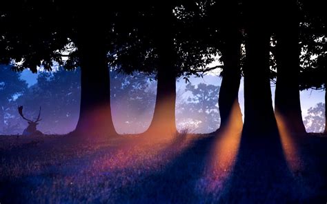 Animals Sun Rays Sunlight Deer Trees Forest Silhouette Wallpaper