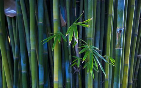 Nature Bamboo Wallpapers Hd Desktop And Mobile Backgrounds