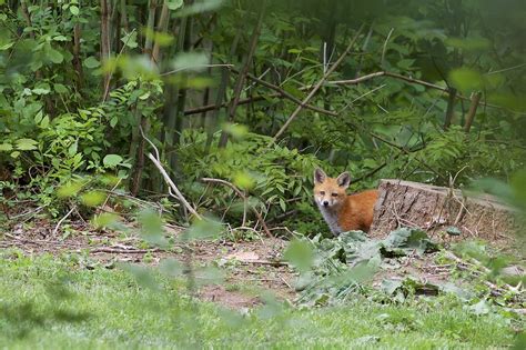 Red Fox Vulpes Vulpes New Haven Connecticut Daniel J Field Flickr