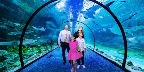 The National Aquarium Abu Dhabi Details Largest Aquarium In The