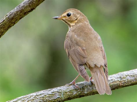 Swainson S Thrush Photograph By Noble Nuthatch Pixels