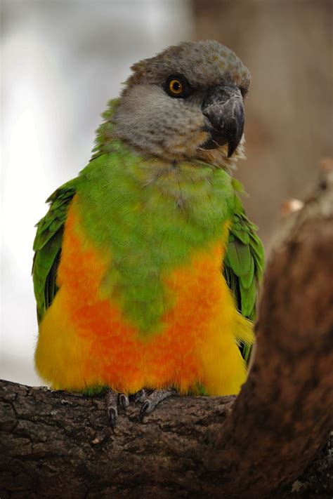 Senegal Parrot