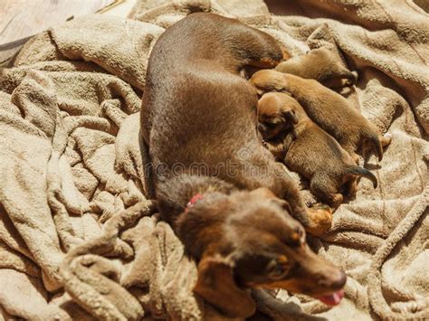 Little Dachshund Mom Feeding Puppies Newborns Stock Image Image Of