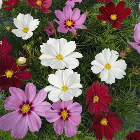 Cosmos Mixed Flower Seeds