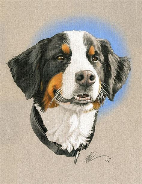 Bernese Mountain Dog By Marshall Robinson Dog Print Art Dog Art Dog
