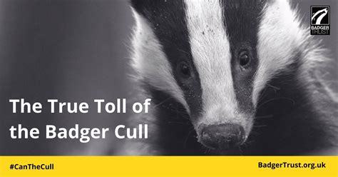 The True Toll Of The Badger Cull