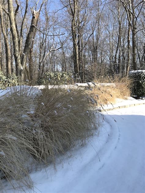 Ornamental Grasses Are At Their Best In Lakes Region Winter Gardens