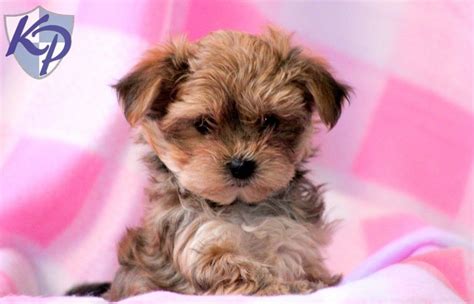 Browse the largest, most trusted source of morkie puppies for sale. Puppy Finder: Find & Buy a Dog today by using our ...