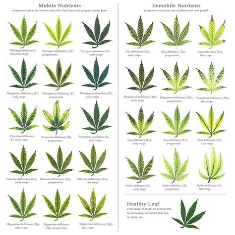 Helpful Charts For Making Cannabis Nutrient Deficiency Diagnoses