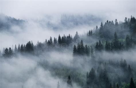 Foggy Forest In The Mountains Landscape With Trees And Mist Landscape