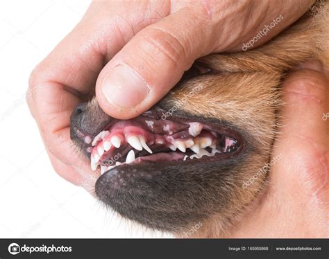 White Sores On Dogs Lips