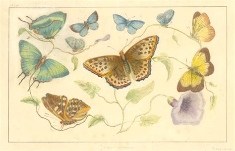 Antique Print Club Delicately Hand Coloured Pretty Butterflies