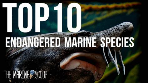 Top 10 Endangered Marine Species Youtube