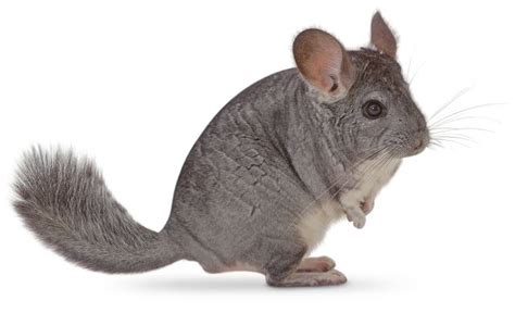 Rodents are small and are mamals. What Is A Rodent? | List Of Rodents | DK Find Out