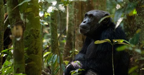 Strange Chimp Behavior May Reveal They Have Their Own Rituals