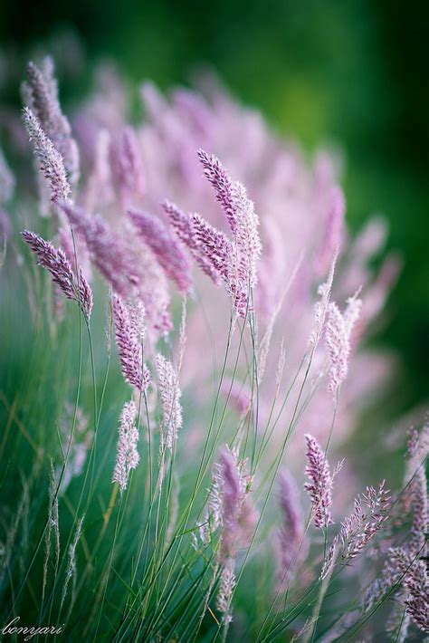 Grass Flowers Photography Beautiful Flowers Ornamental Grasses