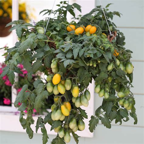 Pear Drops Tomato Seed Seeds And Plants From Gurneys