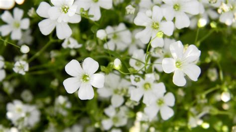 Babys Breath Bright Apple Blossom