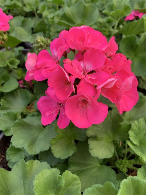 Geranium Zonal Shore Acres Plant Farm