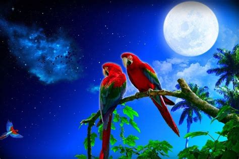 Parrot Wallpaper ·① Wallpapertag In 2020 Parrot