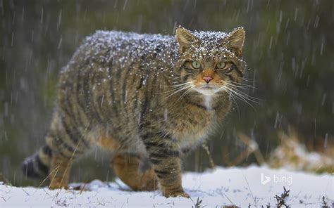 Suzys Animals Of The World Blog The European Wildcats