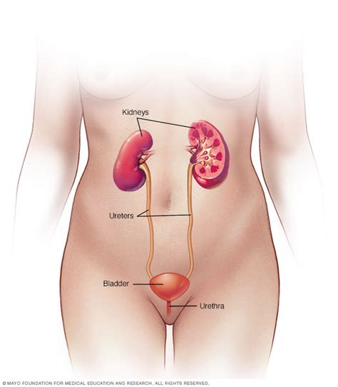Urinary Tract Infection Uti Disease Reference Guide