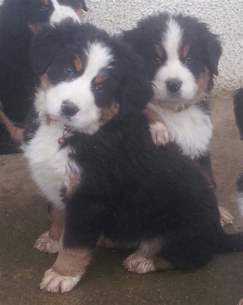 33 Bernese Mountain Dog Puppies Ireland Image Bleumoonproductions