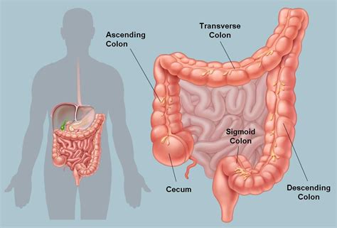 Learn all about the small intestine, where it is located in the body, and which conditions can affect it. Picture of the Human Colon Anatomy & Common Colon Conditions