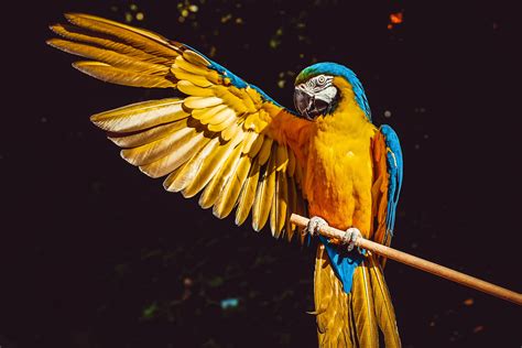 Find the best blue and gold backgrounds on wallpapertag. Blue And Yellow Macaw 5k, HD Birds, 4k Wallpapers, Images ...