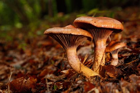Autumn Magic Mushrooms In The Woods Craftygeek
