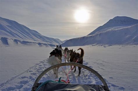 Dog Sledding Ride Svalbard Norway Dog Sledding Svalbard Norway