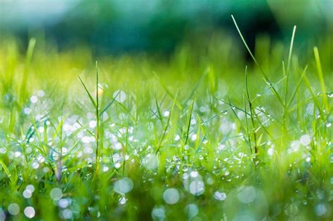 Spring Grass Wallpapers Top Free Spring Grass Backgrounds Wallpaperaccess