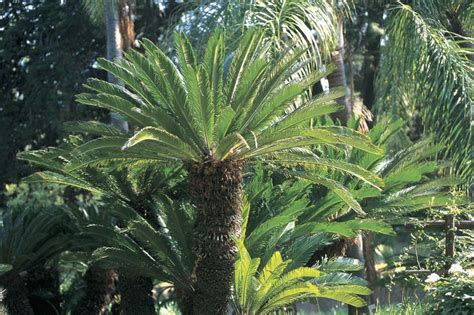 These 11 Palm Trees Can Survive Cold Winter Weather In 2021 Sago Palm