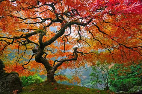 The 14 Worlds Most Beautiful Trees Mostbeautifulthings