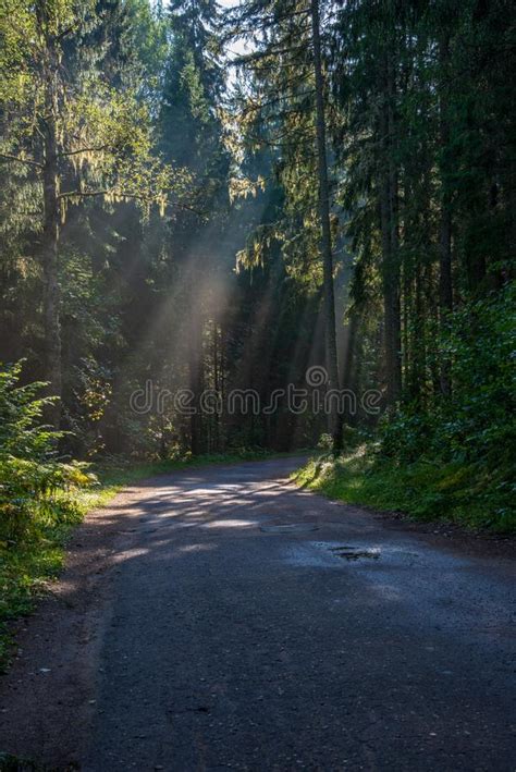 Beautiful Morning Sun Light Shining Through The Trees On The Road Sun
