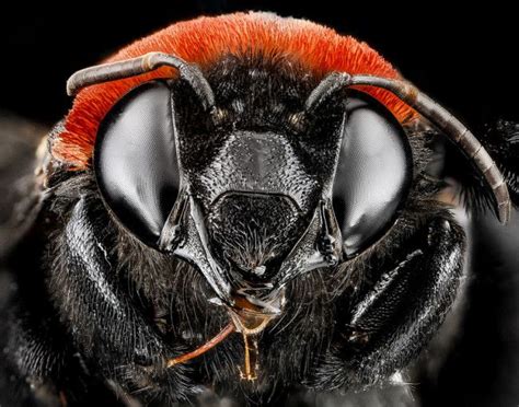 Macro Bee Portraits That Will Have You Buzzing Macro Photography