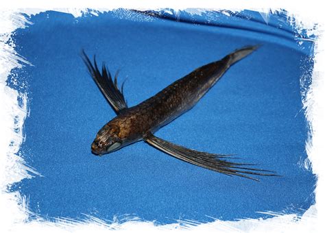 Летучая рыба Exocoetus Volitans для коллекции и декора Купить