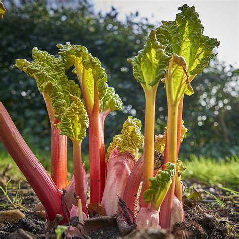 How To Grow Rhubarb The Home Depot