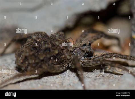 Wolf Spider Lycosidae Carrying Her Young On Her Back Pajonales