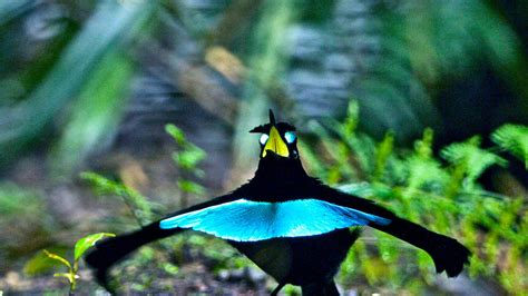 Vogelkop Superb Bird Of Paradise Blur Background Hd Birds Wallpapers